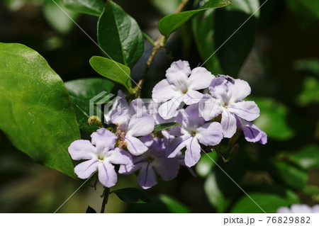 デュランタ Duranta repens デュランタ Duranta repens 76829882