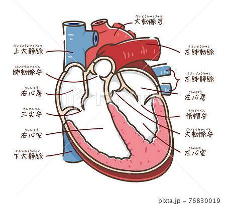心臓の断面図 テキスト付き のイラスト素材