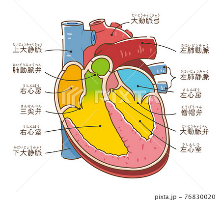 心臓の断面図 テキスト付き のイラスト素材 7600