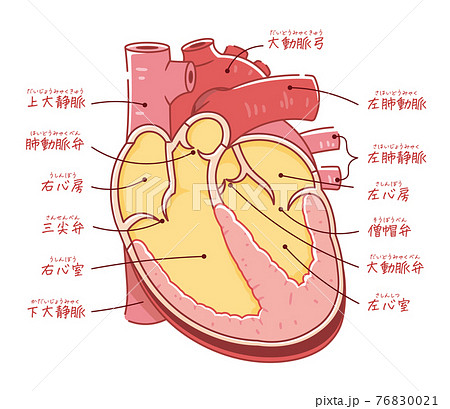 心臓の断面図 テキスト付き のイラスト素材