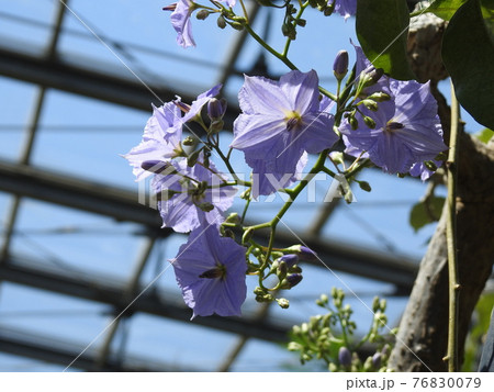 ソラナム Solanum wendlandii ソラナム Solanum wendlandii 76830079