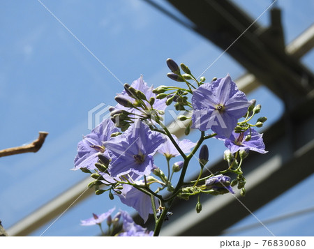ソラナム Solanum wendlandii ソラナム Solanum wendlandii 76830080