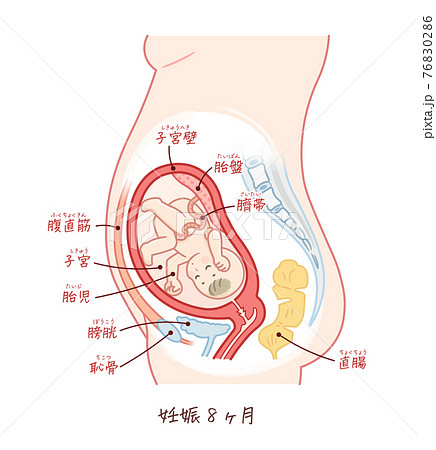 胎児の成長 妊娠8ヶ月 テキスト付きのイラスト素材