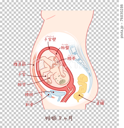 胎児の成長 妊娠8ヶ月 テキスト付きのイラスト素材