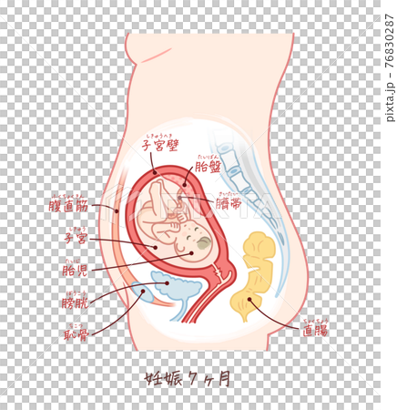 帶有文字的胎兒生長(妊娠7個月) 帶有文字的胎兒生長(妊娠7個月) 76830287