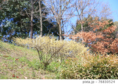 ヒュウガミズキの花 ヒュウガミズキの花 76830524