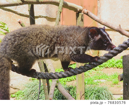 ハクビシンの写真素材