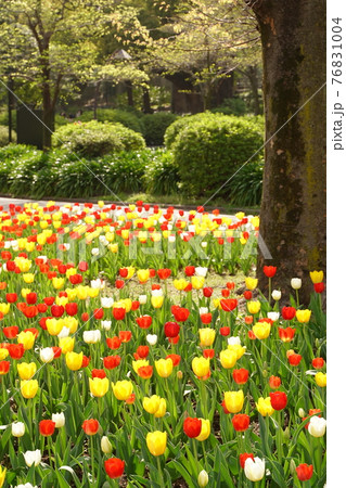 赤や黄色や白の色とりどりのチューリップの花が一面に咲く日比谷公園の4月の春の花壇 の写真素材