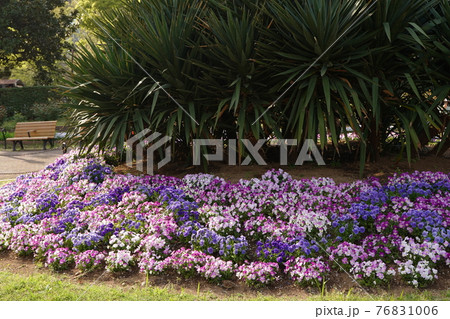 紫やピンクの花が咲く日比谷公園の4月の春の花壇 の写真素材