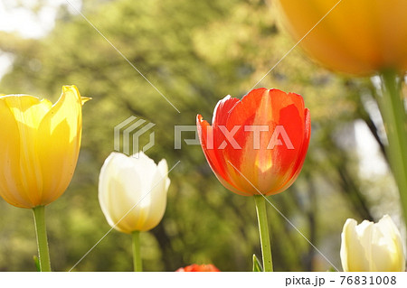赤や黄色や白の色とりどりのチューリップの花が一面に咲く日比谷公園の4月の春の花壇 の写真素材
