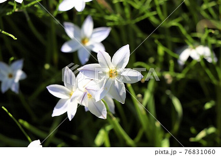 星のような白い花（花ニラ） 76831060