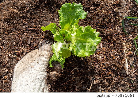 レタスの苗を植える 76831061