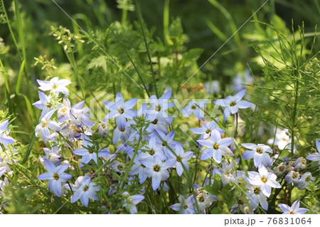 星のような白い花（花ニラ） 76831064
