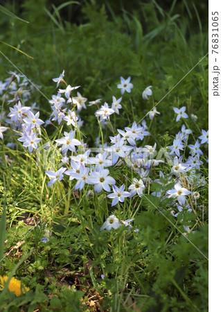 星のような白い花(花ニラ) 星のような白い花(花ニラ) 76831065