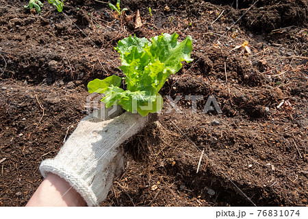 レタスの苗を植える レタスの苗を植える 76831074