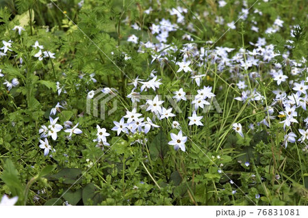 春の道端・花ニラ 76831081