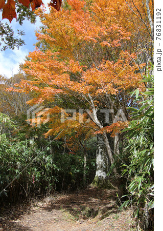 氷ノ山山頂までの登山道にたつ紅葉した樹木　縦位置 76831192