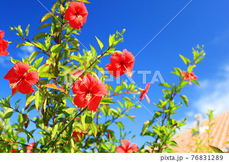 夏の沖縄 青空と赤瓦と真っ赤なハイビスカスの写真素材 7612