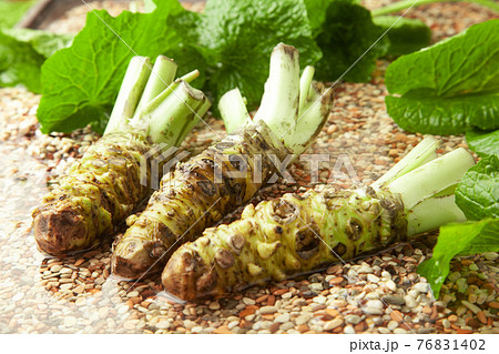 本わさび 本わさび 76831402