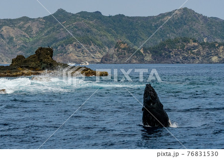 世界遺産 小笠原 ザトウクジラ 世界遺産 小笠原 ザトウクジラ 76831530