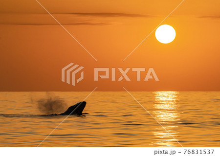 世界遺産 小笠原夕景とザトウクジラヘッドスラップ 世界遺産 小笠原夕景とザトウクジラヘッドスラップ 76831537