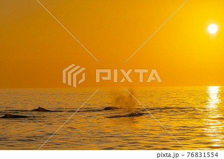 世界遺産 小笠原夕景とザトウクジラブロー 世界遺産 小笠原夕景とザトウクジラブロー 76831554