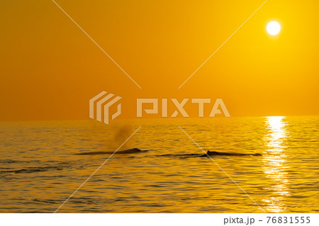 世界遺産 小笠原夕景とザトウクジラブロー 世界遺産 小笠原夕景とザトウクジラブロー 76831555