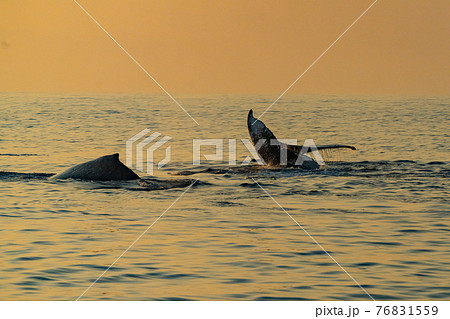 世界遺産　小笠原夕景とザトウクジラペダンクルアーチ 76831559