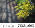 道端にひっそりと咲く美しいミモザ 76831693