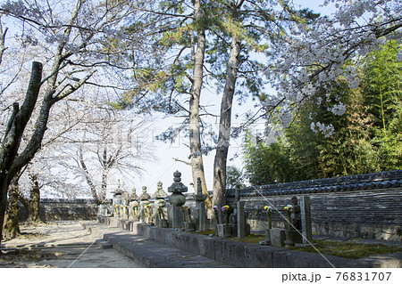 春の大樹寺 松平八代墓 春の大樹寺 松平八代墓 76831707
