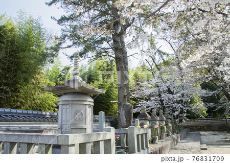 春の大樹寺　松平八代墓 76831709