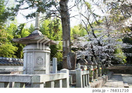 春の大樹寺　松平八代墓 76831710