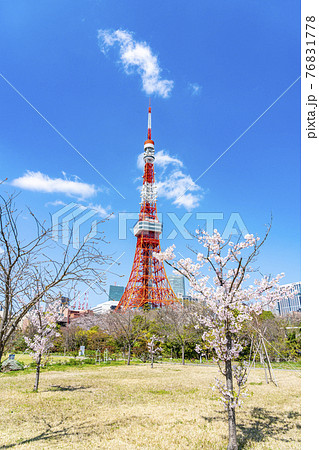 【東京都】春の芝公園から見える東京タワー 76831778