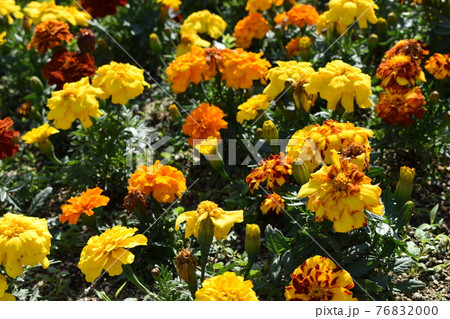 マンジュギクの花壇の写真素材 7600 マンジュギクの花壇の写真素材 7600