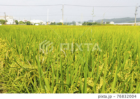 たんぼ 田んぼ 田圃 76832004