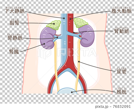 Illustration of kidney, ureter, bladder (with text) 76832091