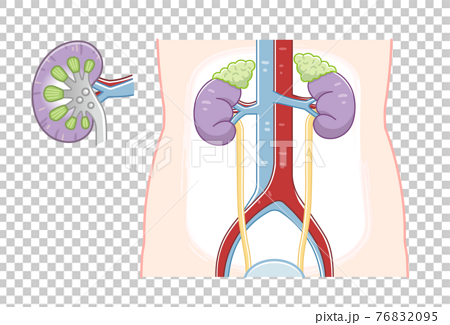 Illustration of kidney, ureter, bladder, kidney... - Stock Illustration  [76832095] - PIXTA