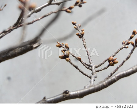 未だ蕾の硬いオオシマザクラ 76832922