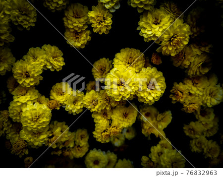 黒い背景に浮かび上がる黄色い菊の花の写真素材