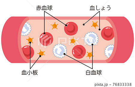 血管に流れる赤血球 白血球 血小板のイラスト素材