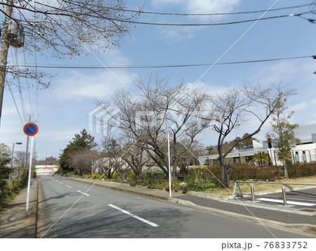 未だ蕾の硬い桜の並木 未だ蕾の硬い桜の並木 76833752