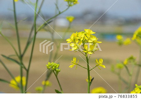 菜の花（埼玉県） 76833855