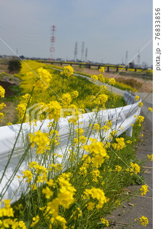 菜の花･ガードレール（埼玉県） 76833856
