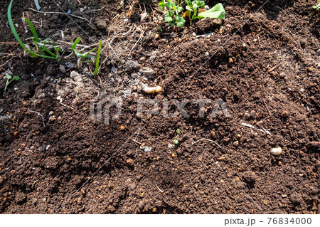 コガネムシの幼虫 76834000