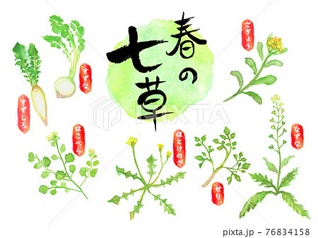 水彩で描いた春の七草のイラスト 水彩で描いた春の七草のイラスト 76834158