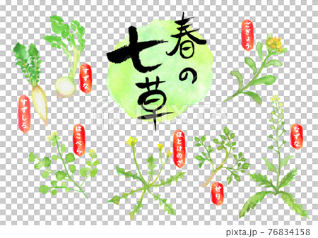水彩で描いた春の七草のイラスト 水彩で描いた春の七草のイラスト 76834158