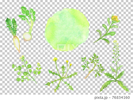 水彩で描いた春の七草のイラスト 76834160
