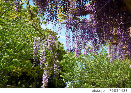 ベティーさんの家旭公園の藤 76834483