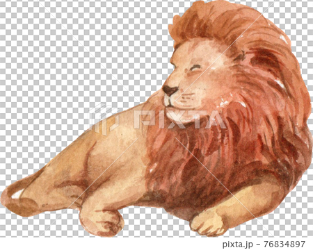 Lion watercolor 76834897