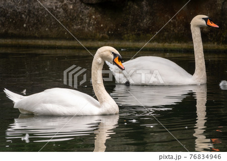 Two graceful white swans swim in the dark water. 76834946
